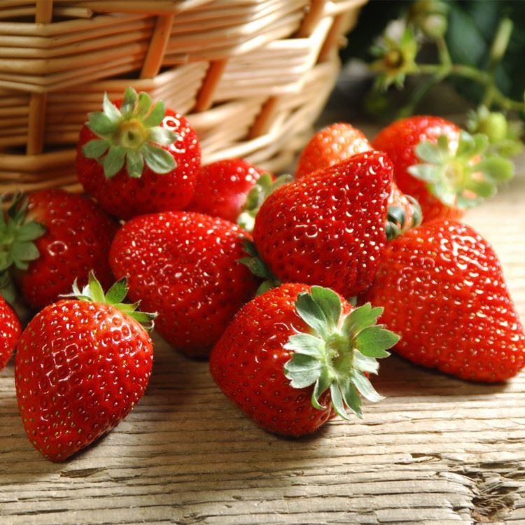 Tim Peneliti Strawberry Universitas Pertanian Anhui Mengungkapkan Mekanisme B...