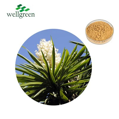 Yucca Schidigera 50% Saponin Untuk Kontrol Bau